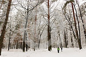 People walk in the woods in the winter. A lot of snow, fairytale nature. Boy and girl. A young couple