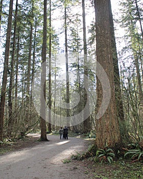 People walking along tall forest pathway
