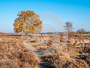 People walking and autumn oak tree in heath nature reserve Zuiderheide, Laren, het Gooi, Netherlands