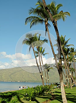 People walking on the beach. Palm trees and the ocean. Kihei  Maui Island, Hawaii.