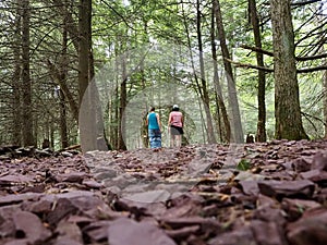 People Walking in Forest for Health