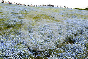 People walking on a hill of nemophila flowers in japan
