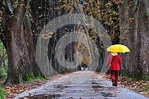 People walking in long alley at fall autumn sesson