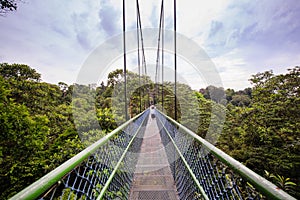 People Walking over the forest through a tree top walk in Singapore