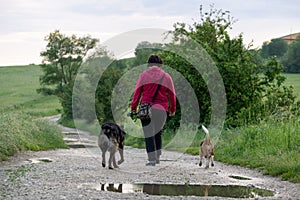 People walking and playing with the dogs on meadow or in the park during winter.