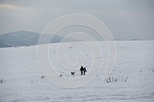 People walking and playing with the dogs on meadow or in the park during winter.