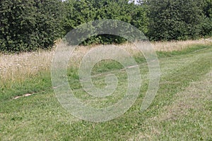 People walking on a trail in an open green field.