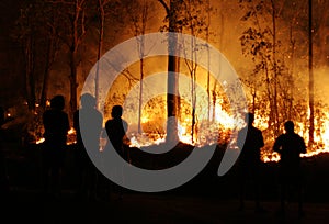 People Watching Bushfire