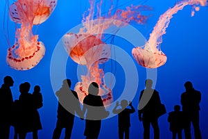 People watching giant jellyfish in the aquarium