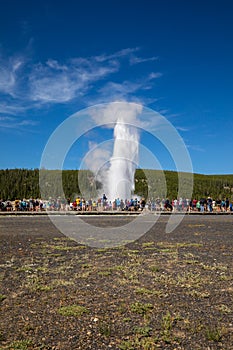 People watching Old faithful geyser erupting in summer, Yellowstone National Park Wyoming hot springs