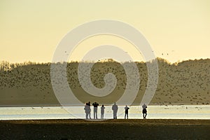 People are watching the thousands of wild geese overwinter on the lake