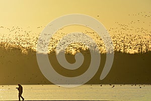 People are watching the thousands of wild geese overwinter on the lake photo