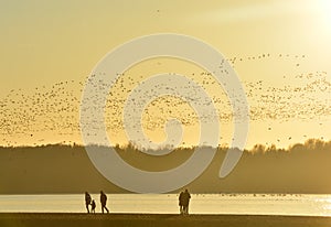 People are watching the thousands of wild geese overwinter on the lake photo