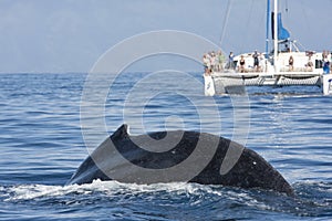 People watching a whale from catamaran boat in background