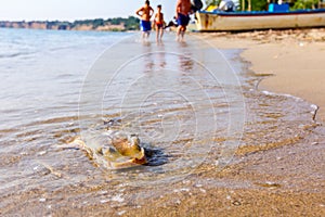 People are watching young dead stingray in shallow sea water