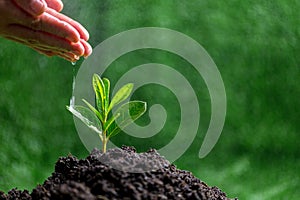 People are watering small plants by hand on green blur nature background, earth day or world environment day concept. Green world