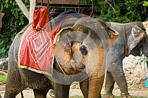 People who ride elephants (Sanctuary Oob Truth)