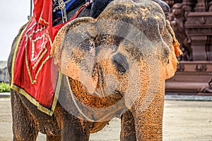 People who ride elephants (Sanctuary Oob Truth)