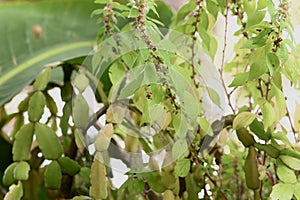 Parietaria judaica Spreading pellitory leaves. 2 photo