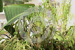 Parietaria judaica Spreading pellitory leaves. 1 photo