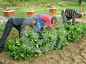 People work in the field