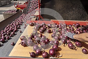 People Working At Onion Processing Line