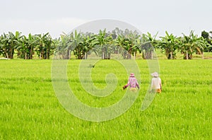 People working on the rice field in Thap Muoi, Vietnam