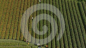 People Working On Yellow Flower Field In Bali, Indonesia. View From Drone On Local Farmers Picking Up Harvest On Marigold