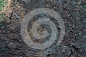 Pepagan is also called bark, which is the outermost layer of stems