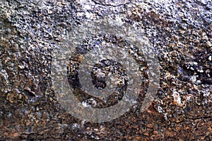 Pepagan is also called bark, which is the outermost layer of stems