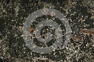 Pepagan is also called bark, which is the outermost layer of stems