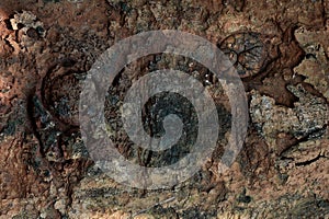 Pepagan is also called bark, which is the outermost layer of stems