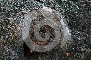 Pepagan is also called bark, which is the outermost layer of stems