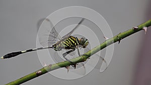 Pepatung hinggap di ranting