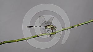 Pepatung hinggap di ranting