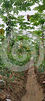 pepaya, chilli, coconut in mini garden