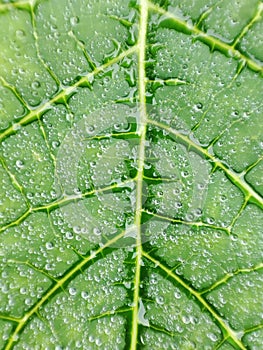 Pepaya Leaf