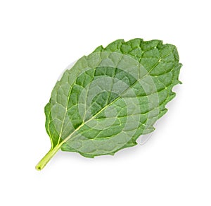 Pepermint isolated on white background