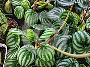 Peperomia argyreia