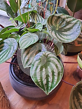 Peperomia argyreia, the peperomia watermelon, in a pot.