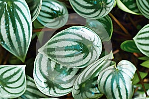 `Peperomia Argyreia` plant with silver stripes on leaves