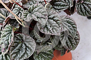 Peperomia Caperata plant