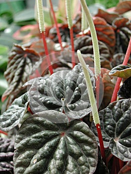 Peperomia caperata close up