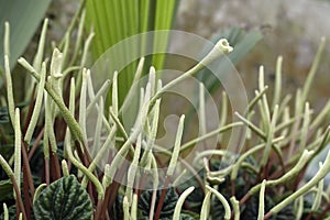 Peperomia caperata flowers