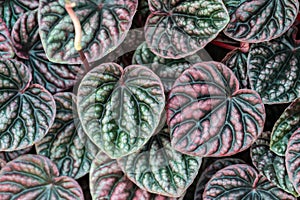 Peperomia caperata leaves texture background, Heart shape