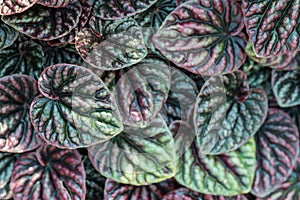 Peperomia caperata leaves texture background, Heart shape