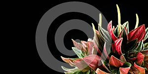 Peperomia Caperata Rosso plant isolated on black background. Growing plant in a pot close up