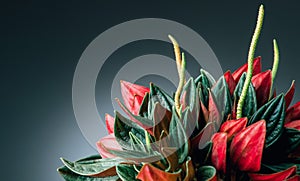 Peperomia Caperata Rosso plant over dark background. Growing plant in a pot close up. Beautiful houseplant