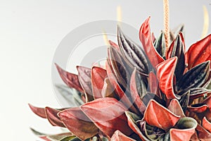 Peperomia Caperata Rosso plant over gray background. Growing colorful plant in a pot close up