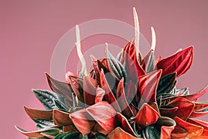 Peperomia Caperata Rosso plant over pink background. Growing colorful plant in a pot close up